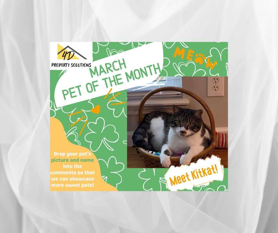 March Pet of the Month- Kitkat!